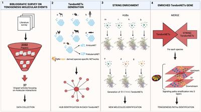 Mammal comparative tendon biology: advances in regulatory mechanisms through a computational modeling